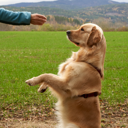 Dog Training Aids